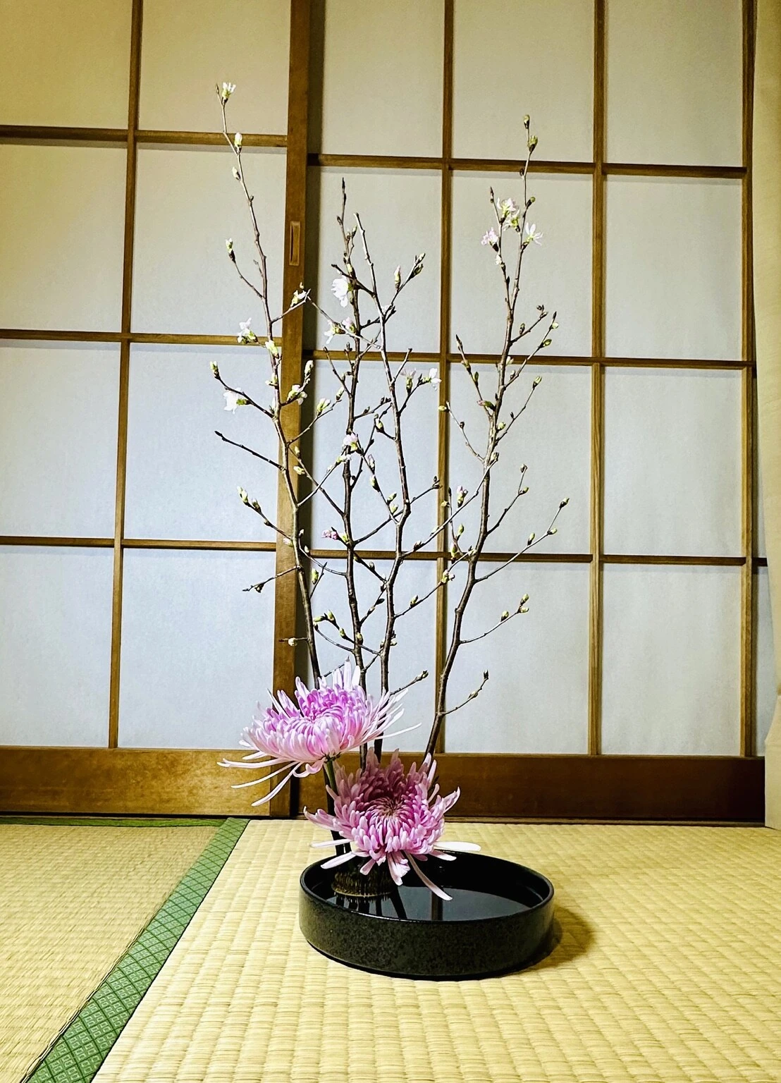 First Blossom — view 1